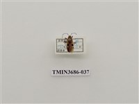 藏品(四斑紅椿象)的圖片